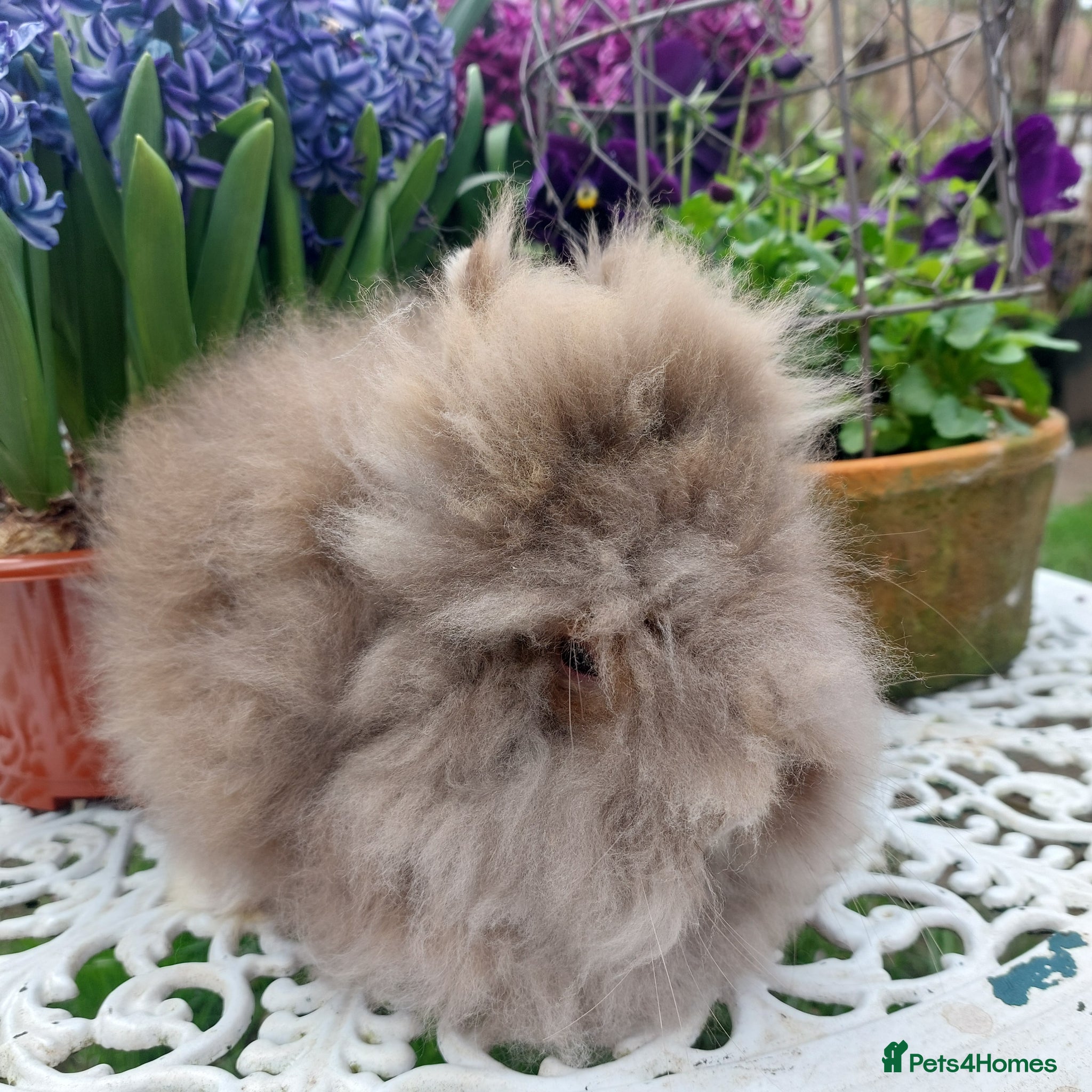 Lionhead rabbits STUNNING DOUBLE/ TEDDY LION HEAD BABY - Advert 2