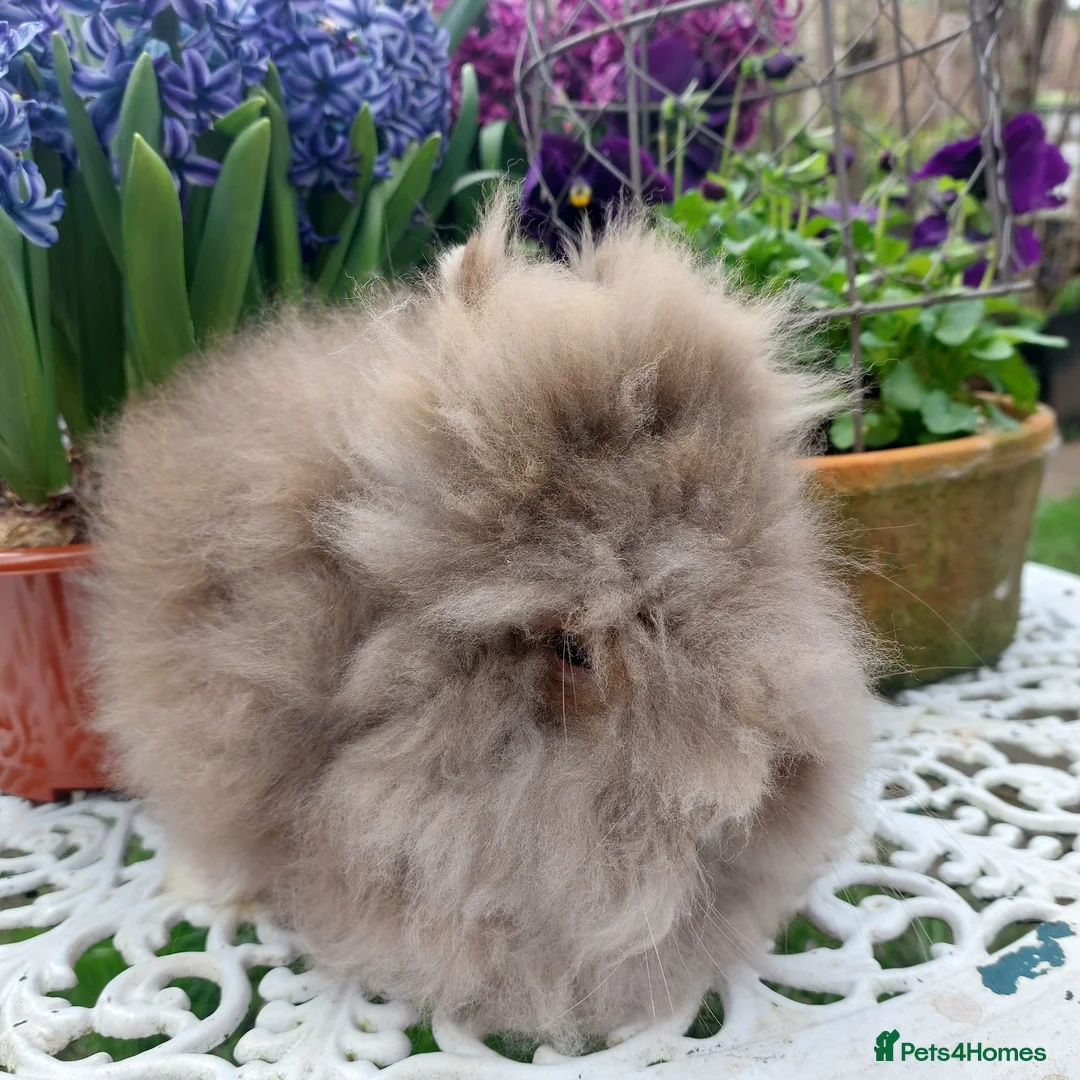 Lionhead rabbits for sale: STUNNING DOUBLE/ TEDDY LION HEAD BABY - Advert 2