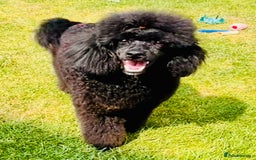 Miniature Poodle dogs for stud: KC phantom miniature poodle stud health tested in Thetford - Image 1