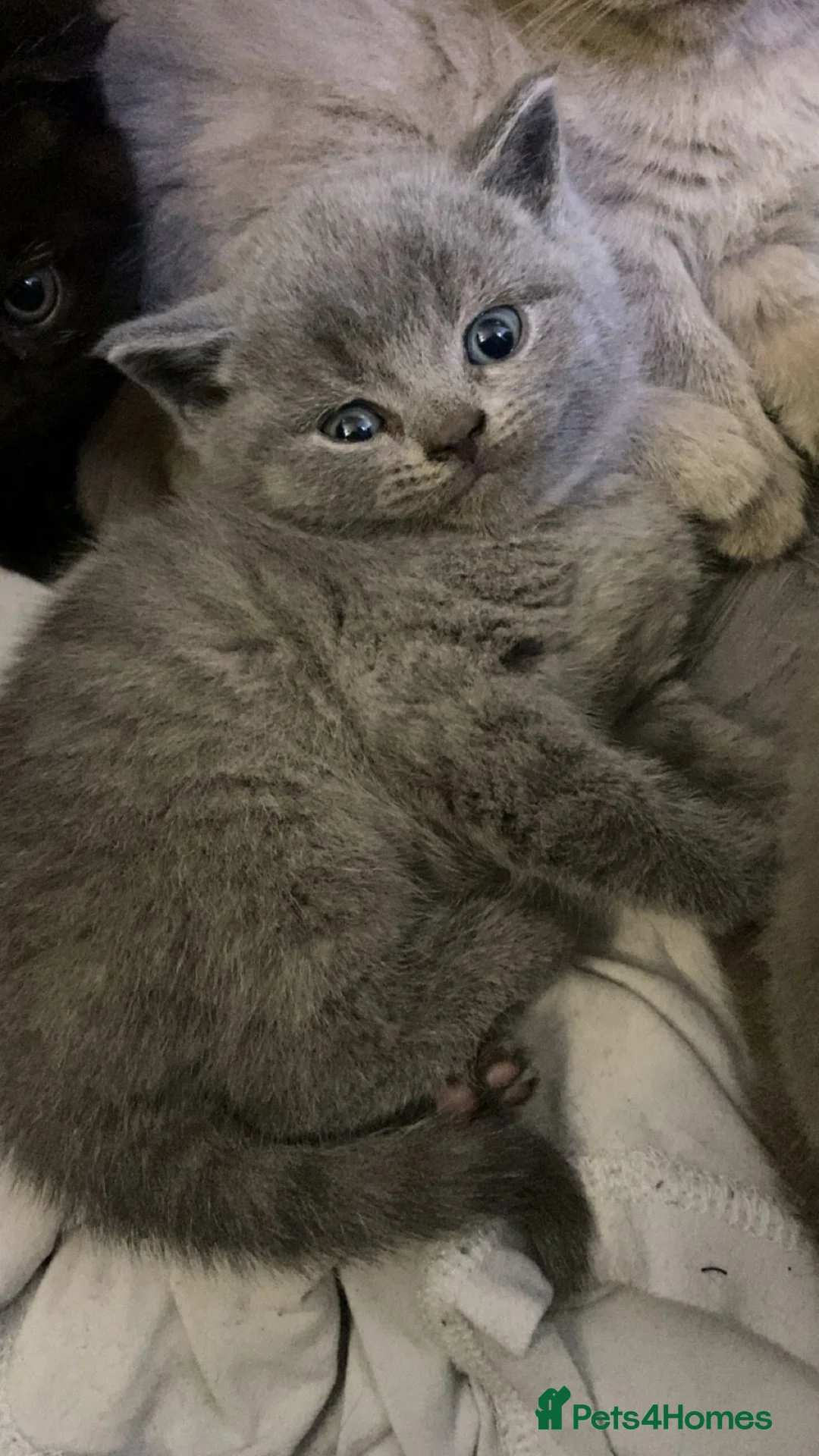British Shorthair cats for sale: British short hairs - Advert 22
