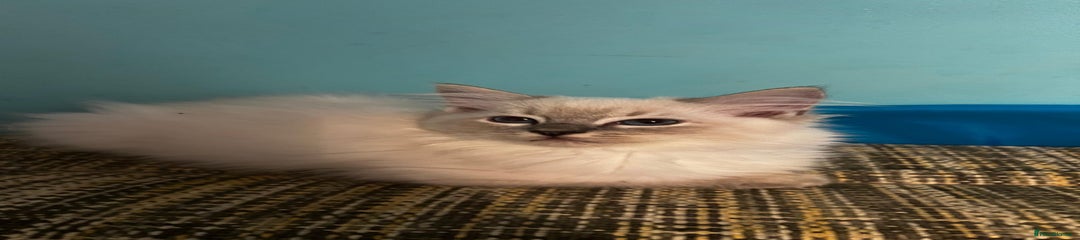 Ragdoll Kitten 2