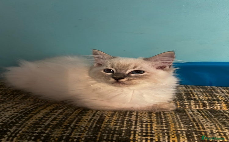Ragdoll cats - Advert 14