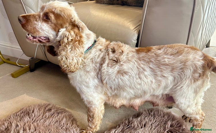 Cocker Spaniel dogs Last Male Kc Cocker Spaniel Simbawood Sire  - Advert 10