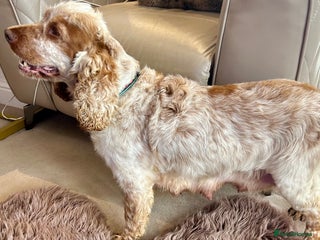 Cocker Spaniel dogs Last Male Kc Cocker Spaniel Simbawood Sire - Advert 4