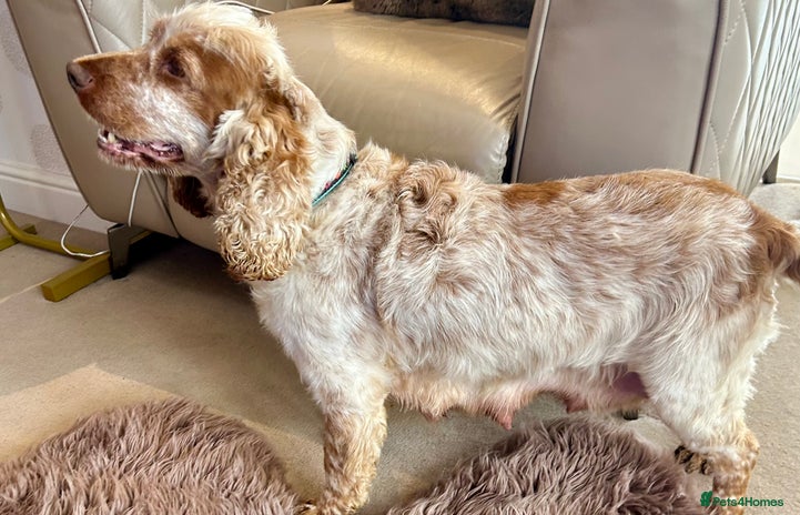 Cocker Spaniel dogs Last Male Kc Cocker Spaniel Simbawood Sire - Advert 2