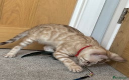 Bengal cats for sale: ❤️Outstanding Silver Mink❤️ Female Bengal TICA Reg - Image 11