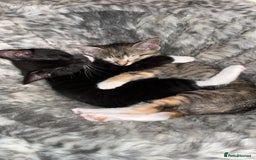 Mixed Breed cats for sale: Beautiful kittens ready for loving new homes.  - Image 16
