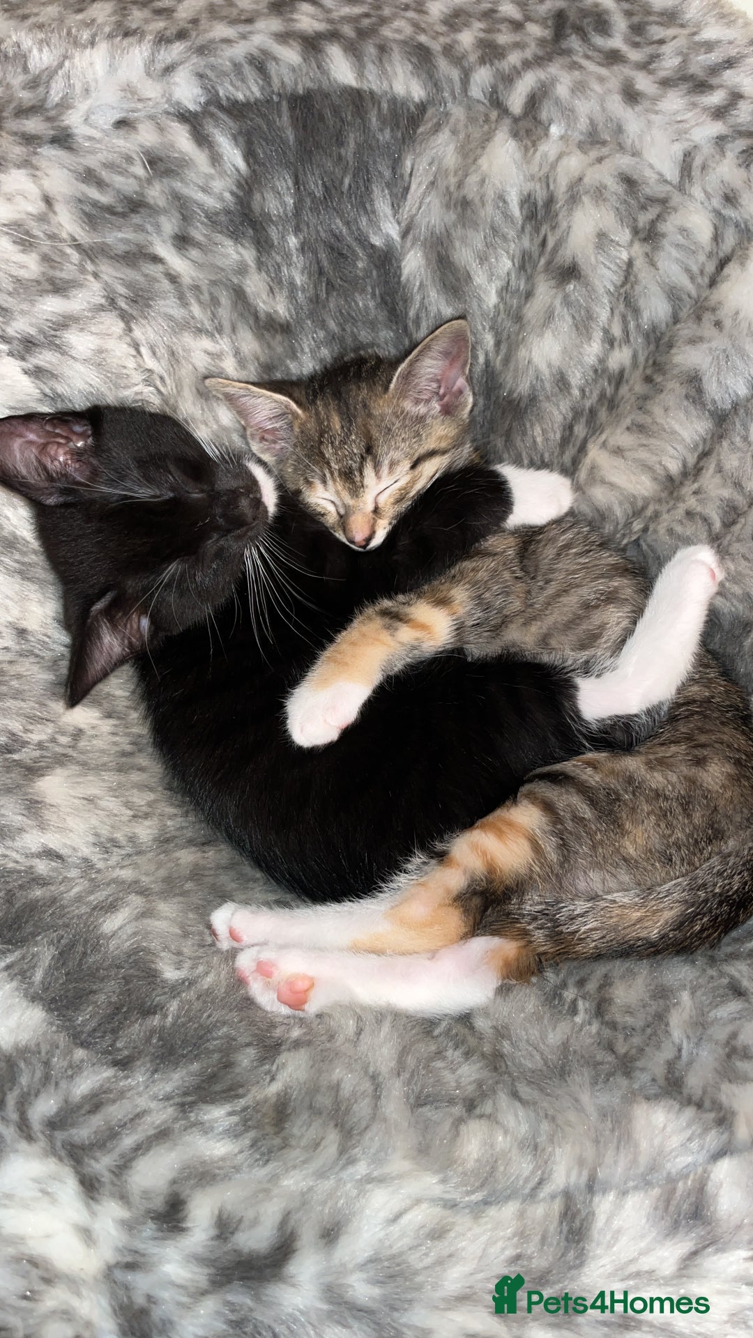 Mixed Breed cats for sale: Beautiful kittens ready for loving new homes.  - Image 16