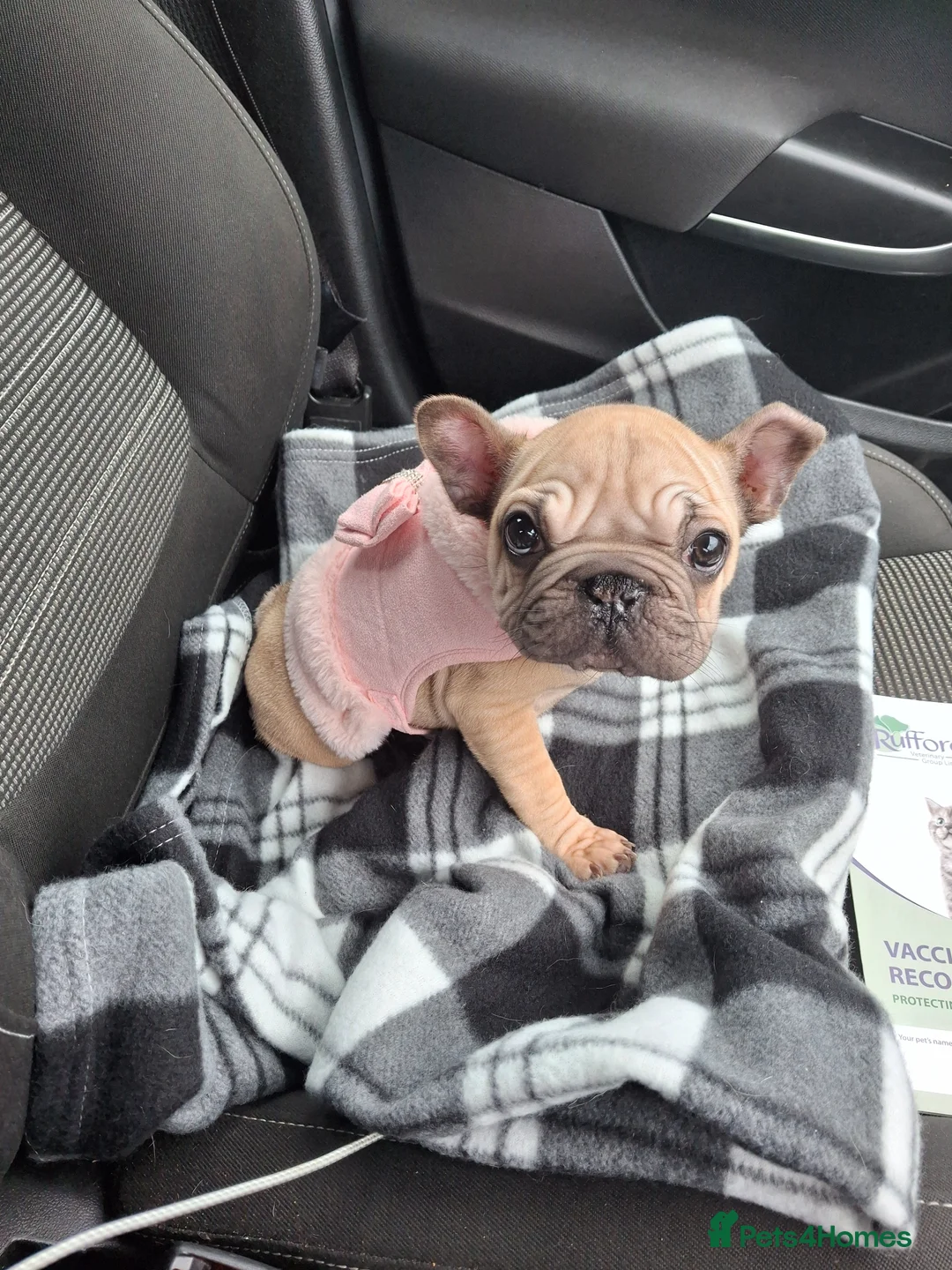 French Bulldog dogs for sale: French bulldogs - Advert 6