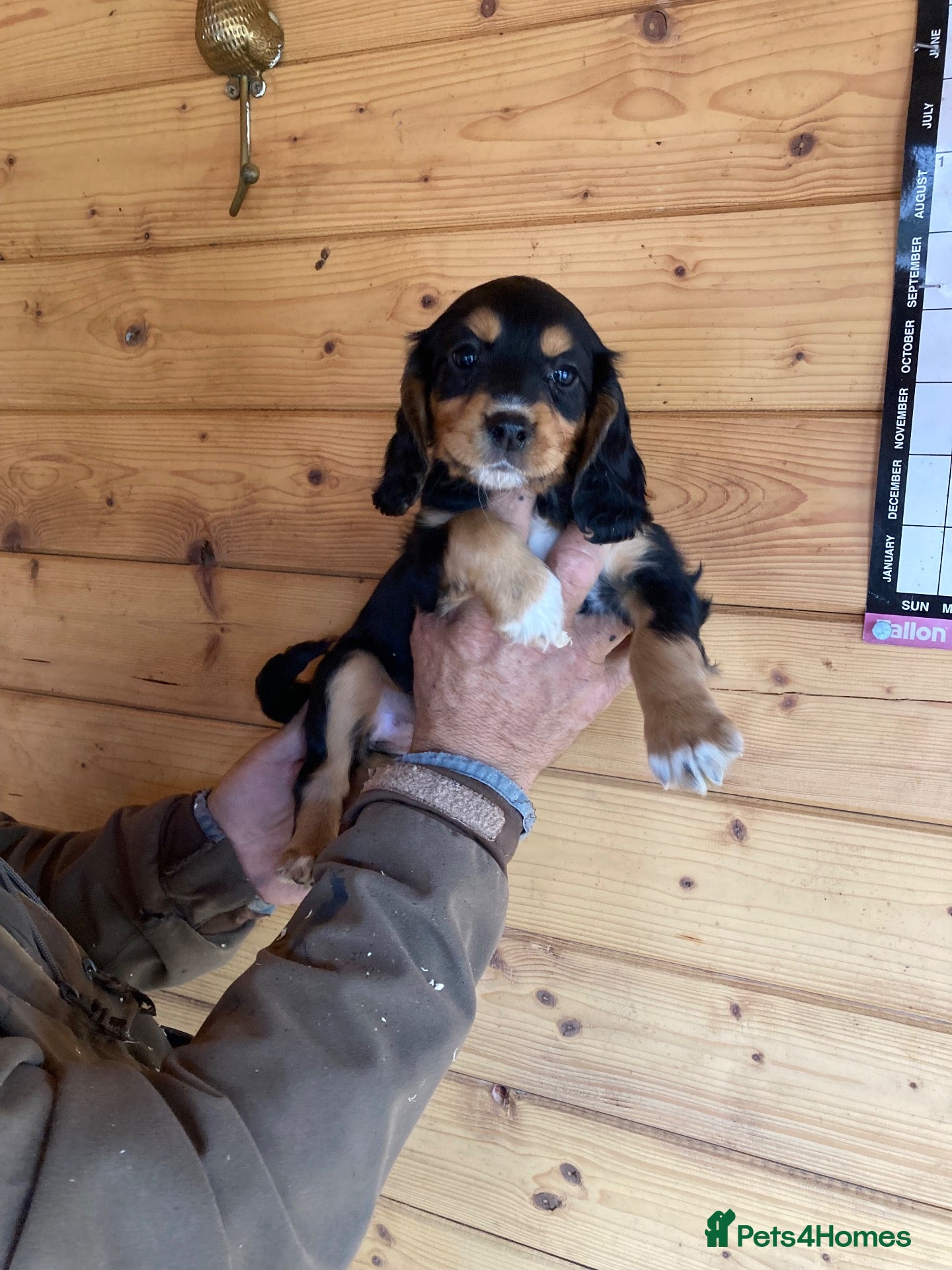 Cocker Spaniel dogs cocker spaniel pups from champion  blood lines  - Advert 2