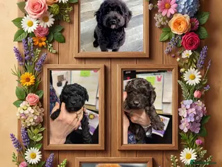 Cockapoo dogs Beautiful & Unique F2B Cockapoo Puppies - Advert 3