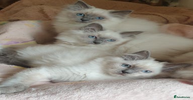 Ragdoll cats - Advert 4