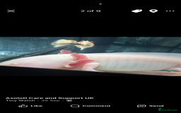 Axolotl reptiles for sale: Pair of axolotles  - Image 2