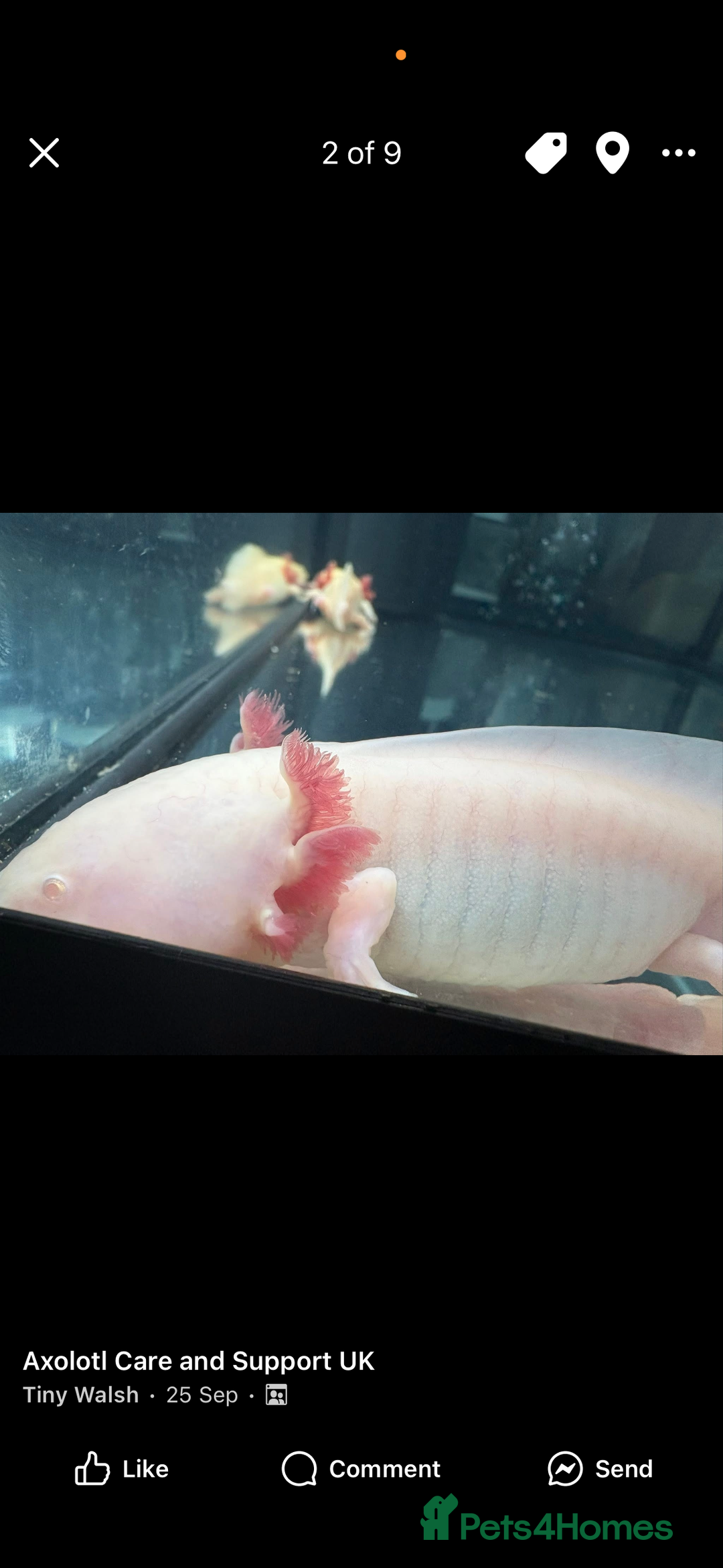 Axolotl reptiles for sale: Pair of axolotles  - Image 2