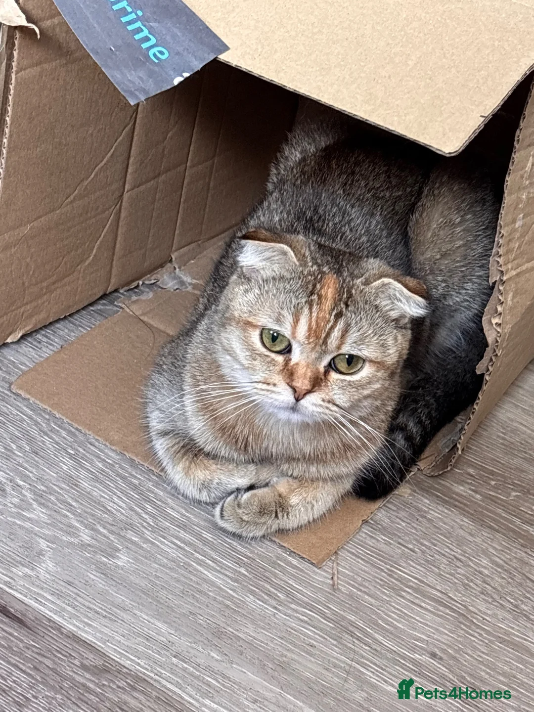 Scottish Fold cats for sale: Scottish Fold/Straight Kittens  - Advert 18