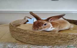 Rex rabbits for sale: Lovely Rex rabbit babies  - Image 25