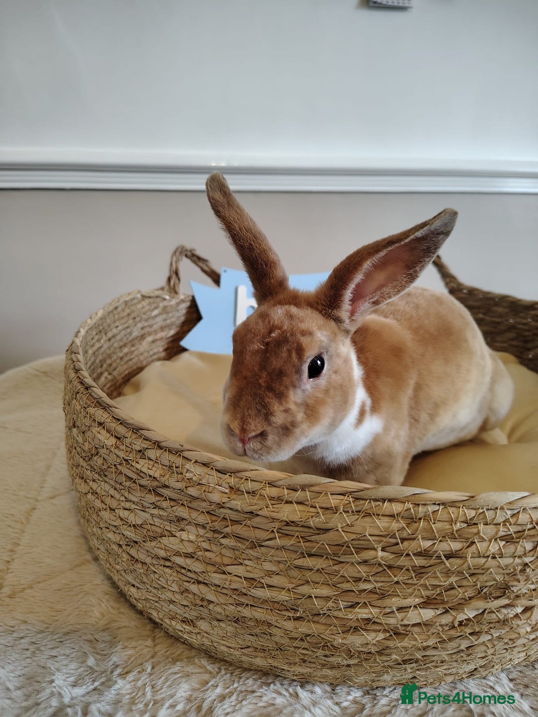 Rex rabbits for sale: Lovely Rex rabbit babies  - Image 25