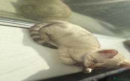 Bengal cats for sale: Snow Lynx Bengal Kittens - Image 24