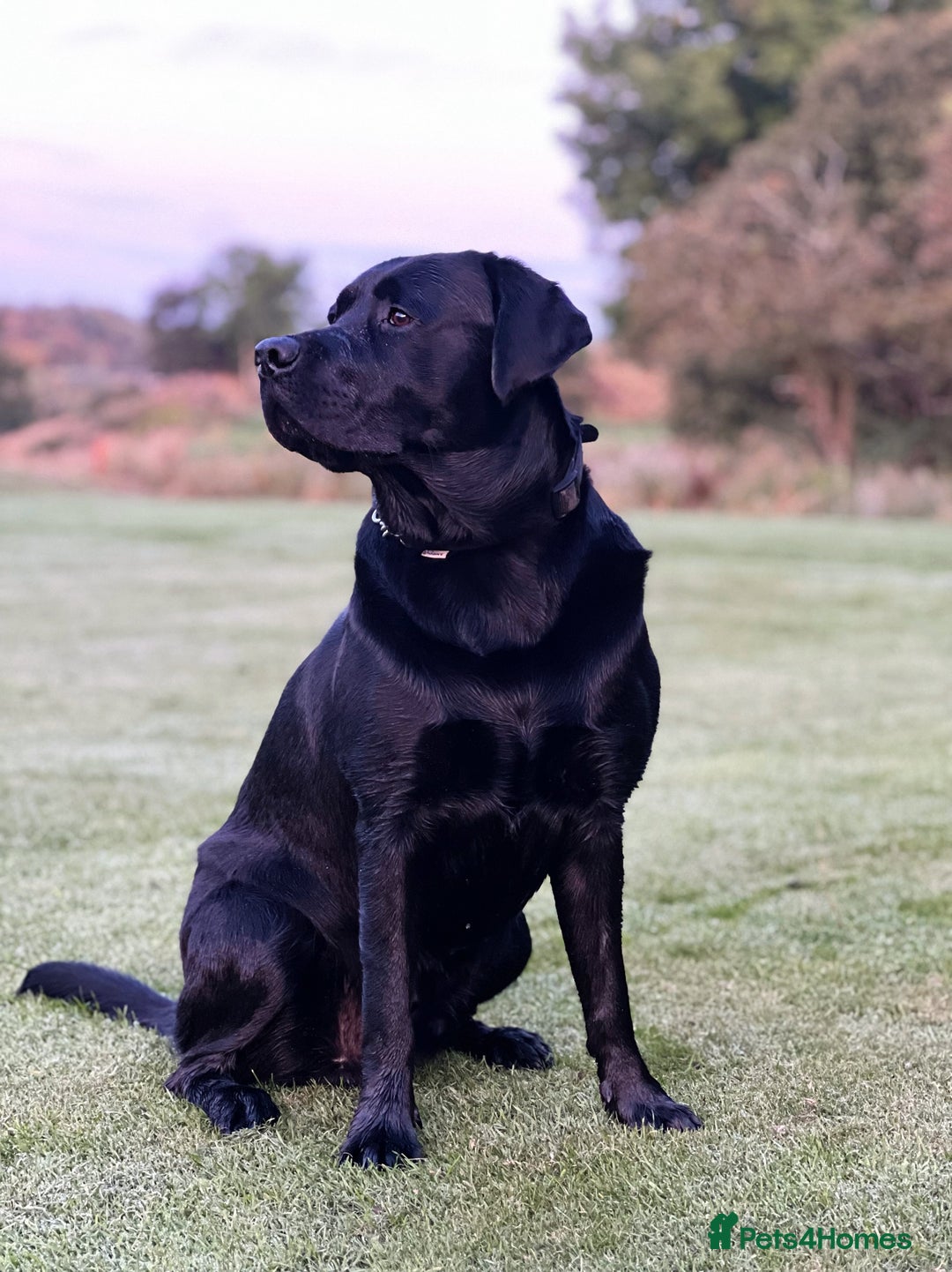 Labrador Retriever dogs for stud: KC registered show Labrador for stud  - Advert 4