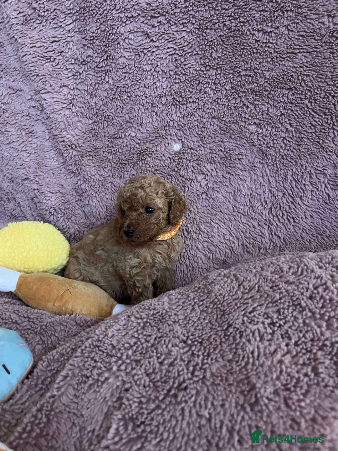 Miniature Poodle dogs for sale: Miniature Poodles!!! - Advert 20