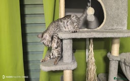Bengal cats for sale: Silver Bengal kitten for sale  - Advert 22