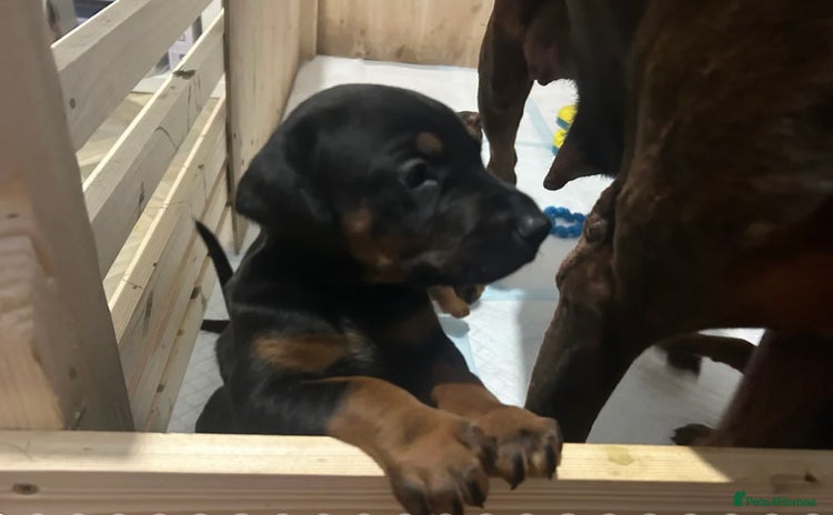 Dobermann dogs - Advert 10