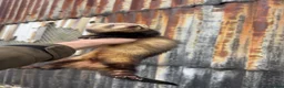 Mixed Breed reptiles for sale: Ferret in Middlesbrough - Advert 4