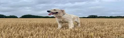 Golden Retriever dogs for sale: KC Reg'd Golden Retriever Puppies - Born 11/10/26 - Advert 20