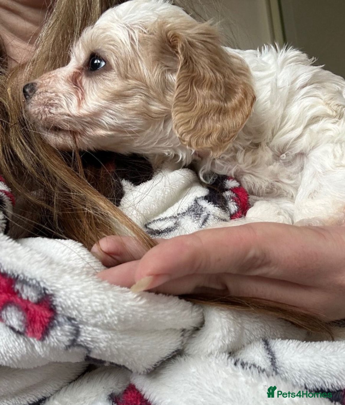 Mixed Breed dogs READY IN 10 DAYS Apricot Cockapoo puppies 1 LEFT - Advert 11