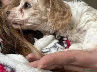 Mixed Breed dogs READY IN 10 DAYS Apricot Cockapoo puppies 1 LEFT - Advert 11