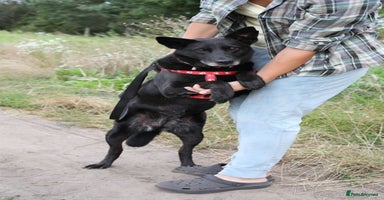 Mixed Breed dogs - Advert 5