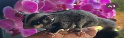 Sugar Glider rodents for sale: Sugar Gliders available to suitable homes - Advert 19