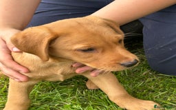 Labrador Retriever dogs for sale: Ready to go! KC reg Labradors (yellow/Foxred) - Image 25