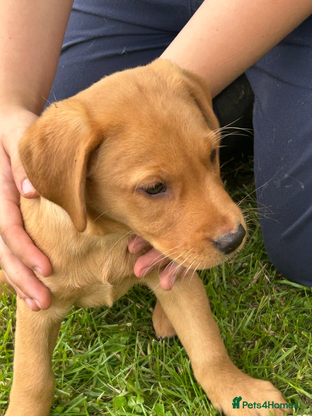 Labrador Retriever dogs for sale: Ready to go! KC reg Labradors (yellow/Foxred) - Image 25