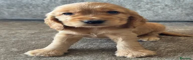Cocker Spaniel 1