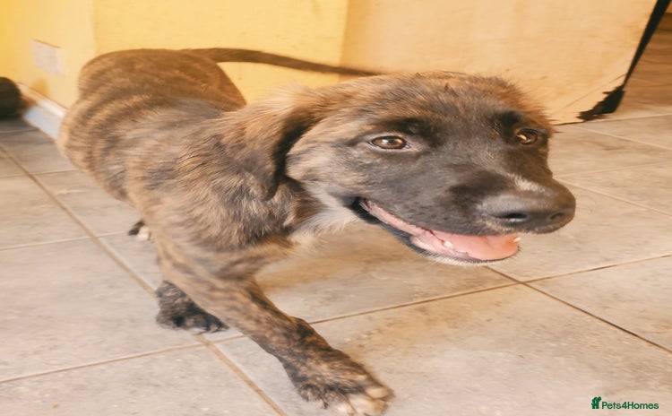 Mixed Breed dogs - Advert 5