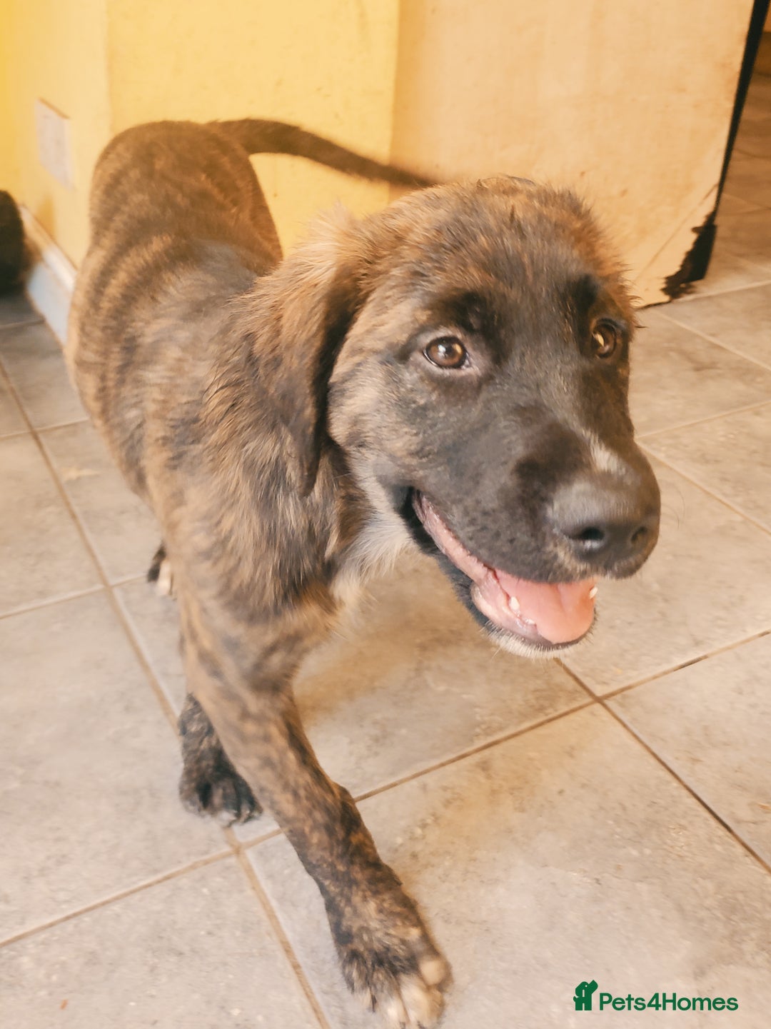 Belgian Tervuren Golden Retriever Mix Golden Retriever Mix Tervuren Mix 140  Tervuren Belgian Sheepdog, image size:1080x1441