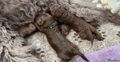 Labradoodle dogs - Advert 15