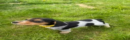 Bocker dogs for sale: Bred From Health Tested Parents - Advert 6