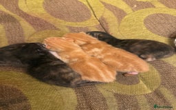 Mixed Breed cats for sale: Kittens - Image 4