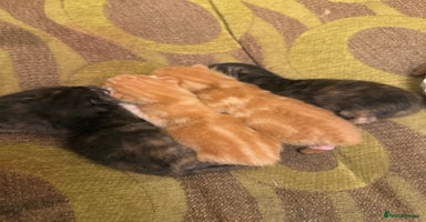 Mixed Breed cats - Advert 11