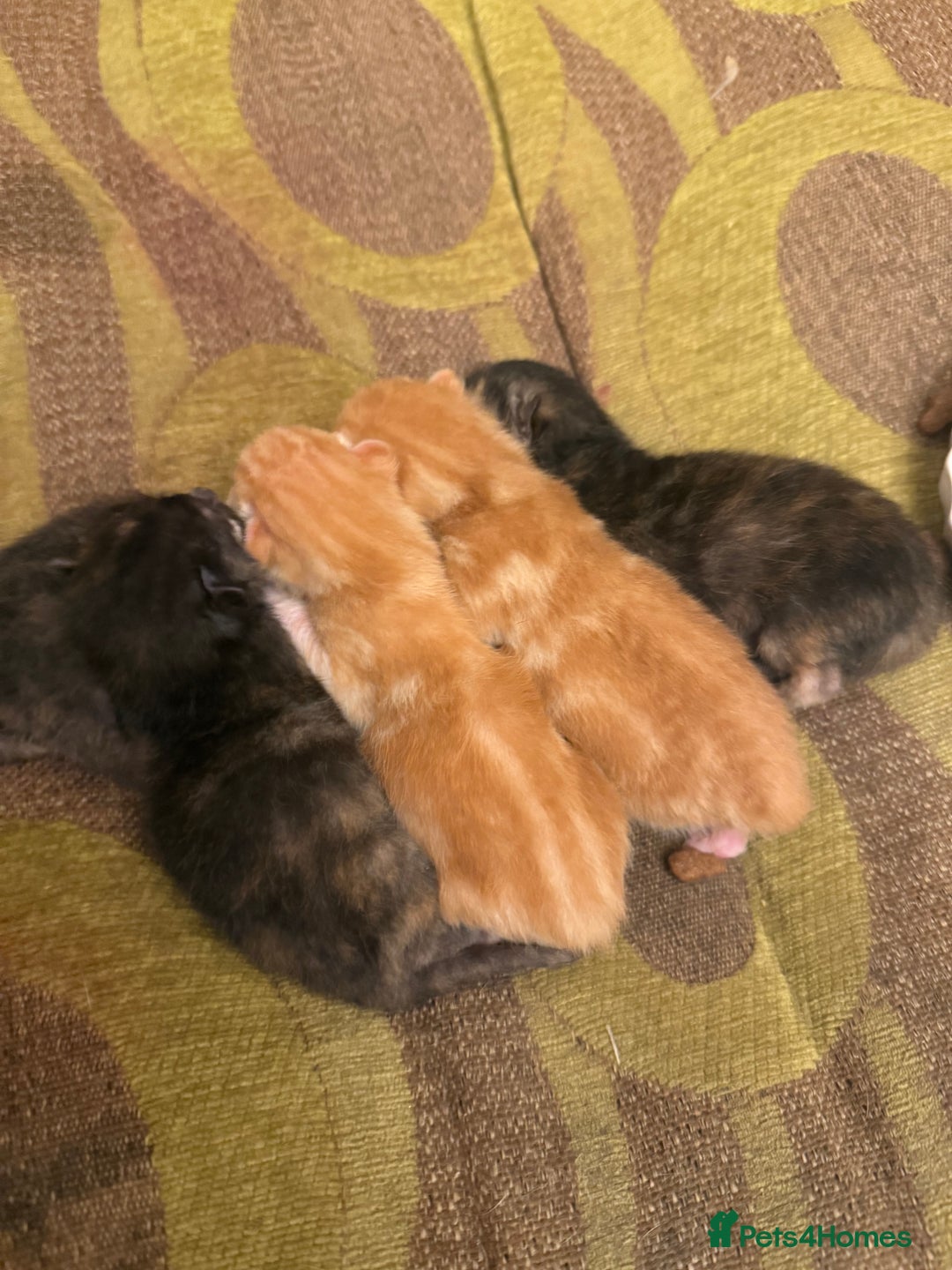 Mixed Breed cats for sale: Kittens - Image 4