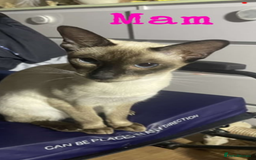 Siamese cats for sale: Beautiful Siamese Kittens 1 girl & 2 boys - Image 10