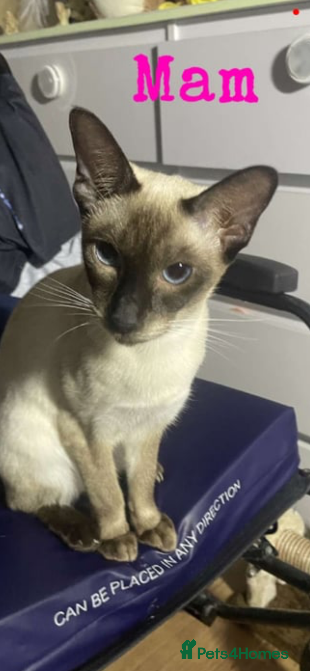 Siamese cats for sale: Beautiful Siamese Kittens 1 girl & 2 boys - Image 10