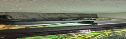 Chameleon reptiles for sale: Veiled chameleon  - Advert 7