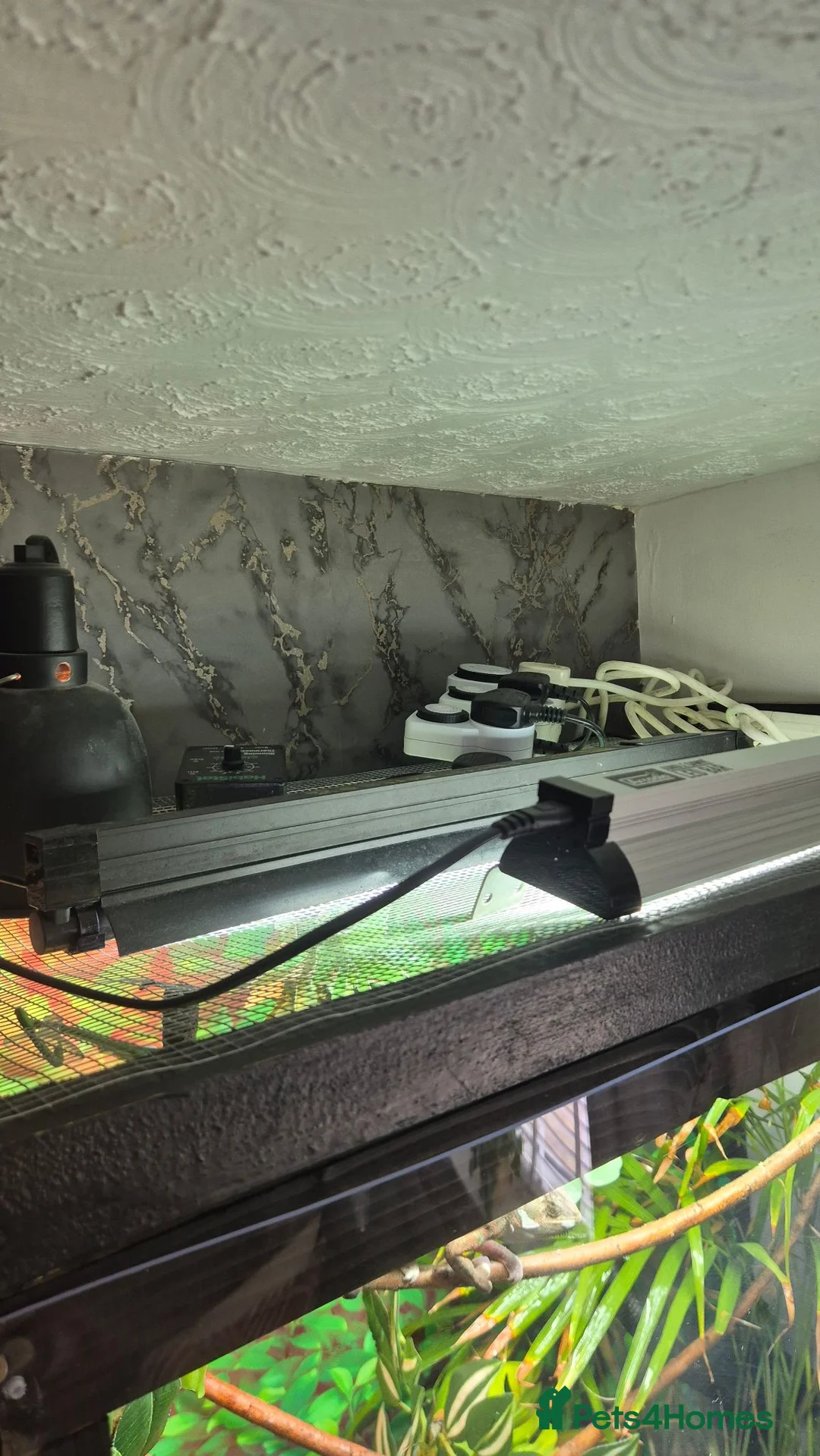 Chameleon reptiles for sale: Veiled chameleon  - Advert 7