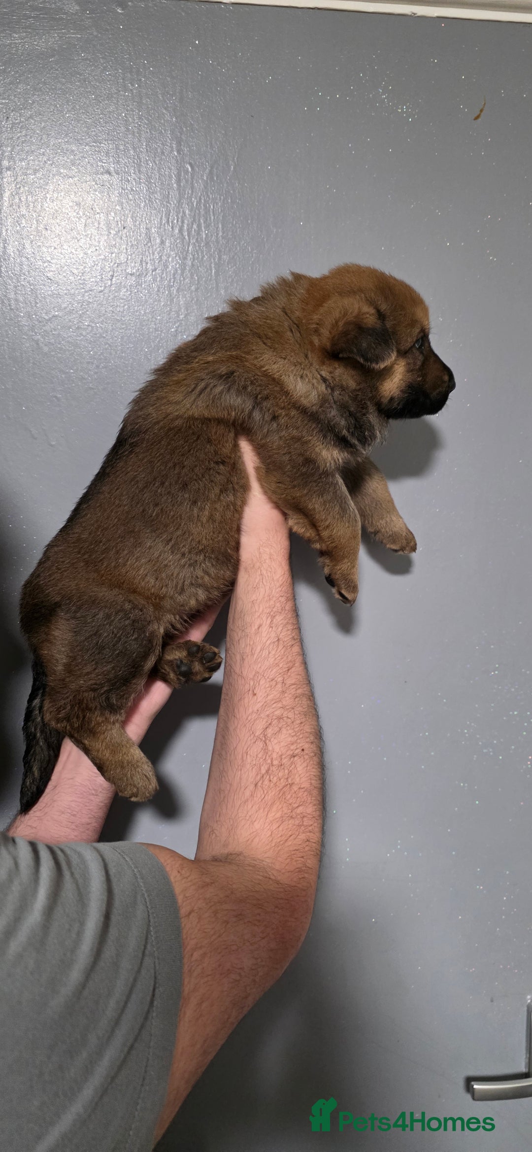 German Shepherd dogs for sale: German Shepherd puppies for sale - Advert 8