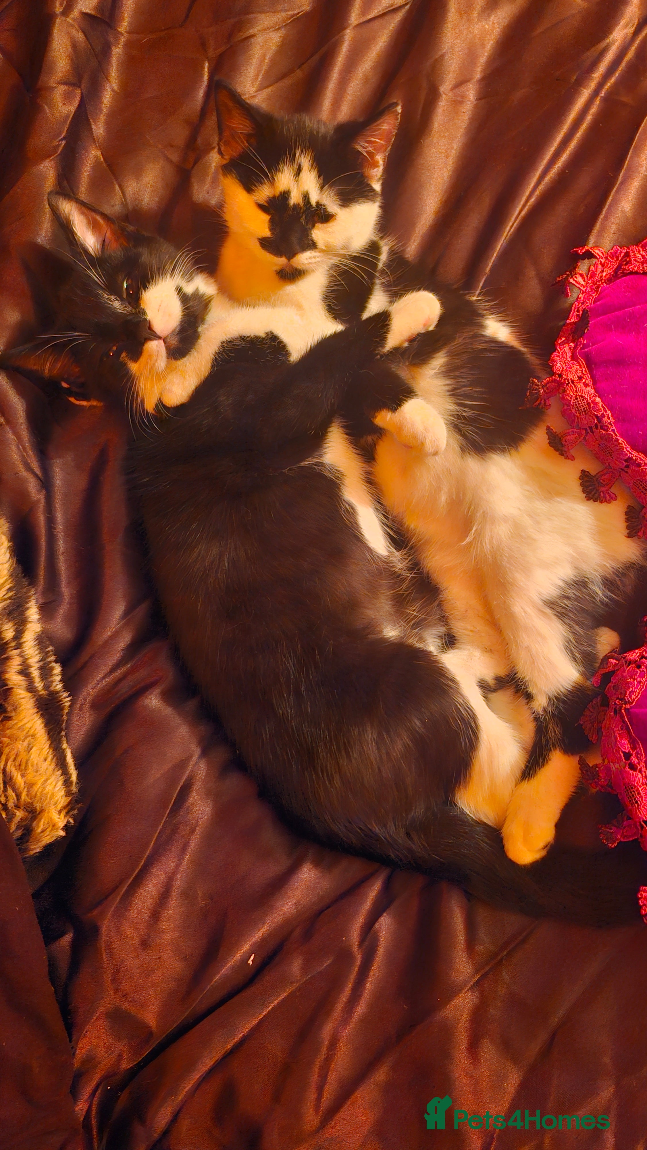 Ragdoll cats Siblings in desperate need of a good home  - Advert 9