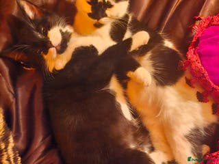 Ragdoll cats Siblings in desperate need of a good home - Advert 15