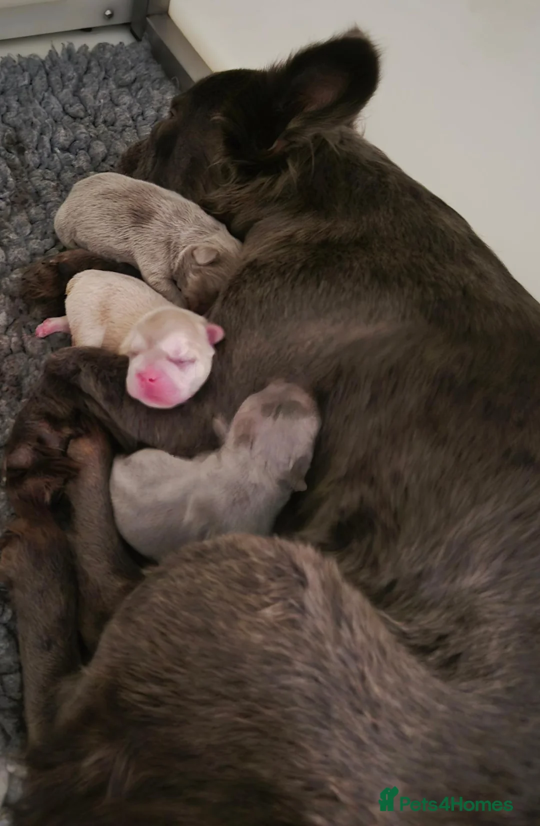 French Bulldog dogs for sale: 5 Beautiful French Bulldogs - Advert 1